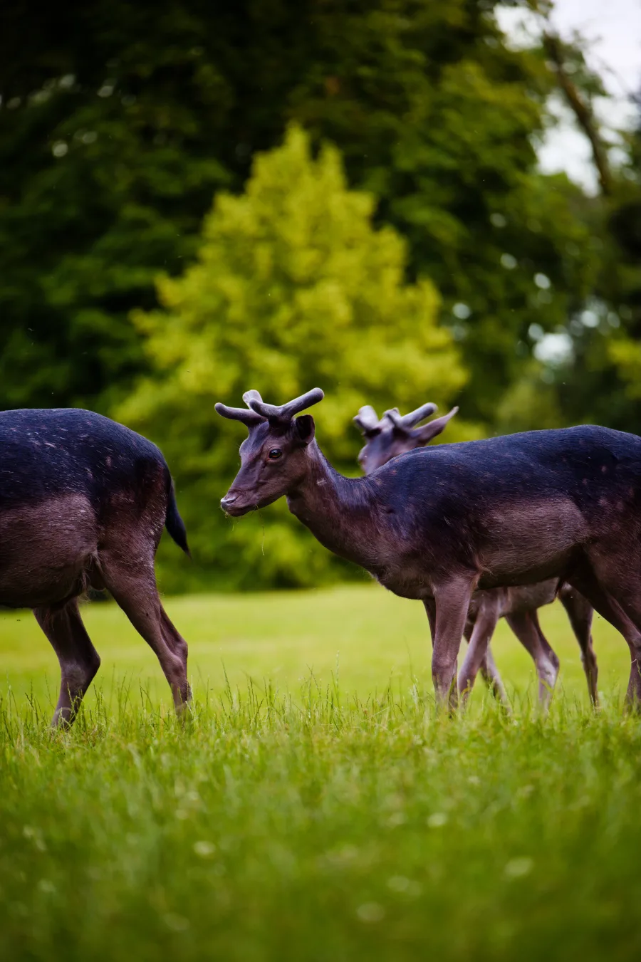Damwild auf einer Wiese vor grünem Hintergrund